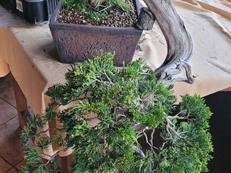 Bonsai škola Koryuu Kai v září